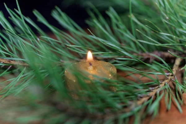 Gold colored candle with pine needles — Stock Photo, Image