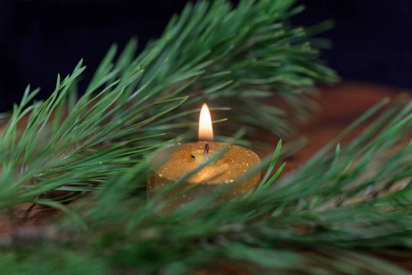 Gold colored candle with pine needles — Stock Photo, Image