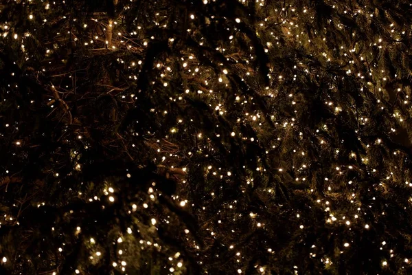 Огни елки — стоковое фото