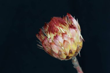 Bir şeker çalı çiçeği (Protea sp.)