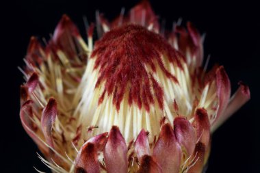 Bir şeker çalı çiçeği (Protea sp.)