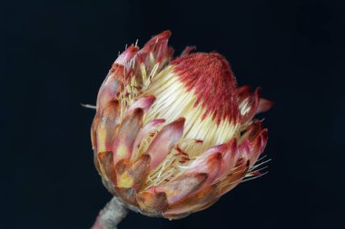Bir şeker çalı çiçeği (Protea sp.)