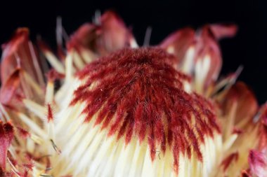 Bir şeker çalı çiçeği (Protea sp.)