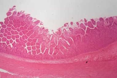 Bir köpek siliated columnar epitel bölümü