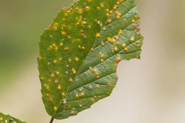 Leaves of a blackberry bush with the plant pathogen Kuehneola uredines — Stock Photo, Image