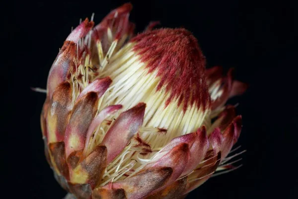 Flor de un arbusto de azúcar (Protea sp. .) — Foto de Stock