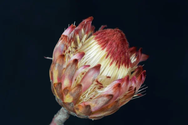 Flor de un arbusto de azúcar (Protea sp. .) — Foto de Stock