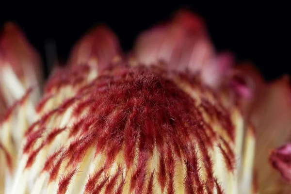 Цветок сахарного куста (Protea sp .) — стоковое фото