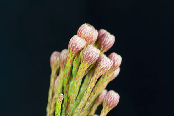 Flowers of a Brunia bush — Stock Photo, Image