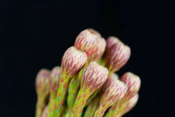 Flores de um arbusto de Brunia — Fotografia de Stock