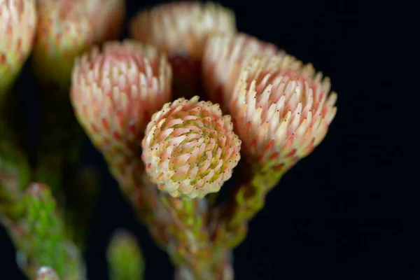 Flores de un arbusto de Brunia — Foto de Stock