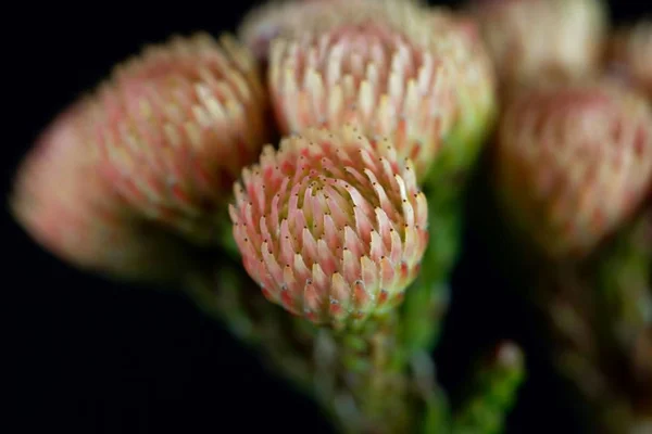 Flores de un arbusto de Brunia — Foto de Stock