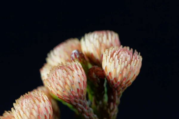 Flores de un arbusto de Brunia — Foto de Stock