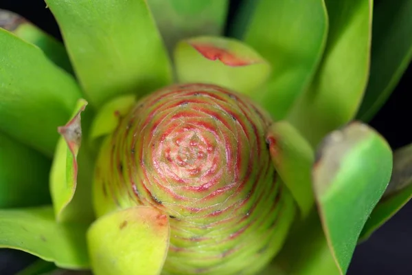 Cone de uma árvore de Leucadendron — Fotografia de Stock