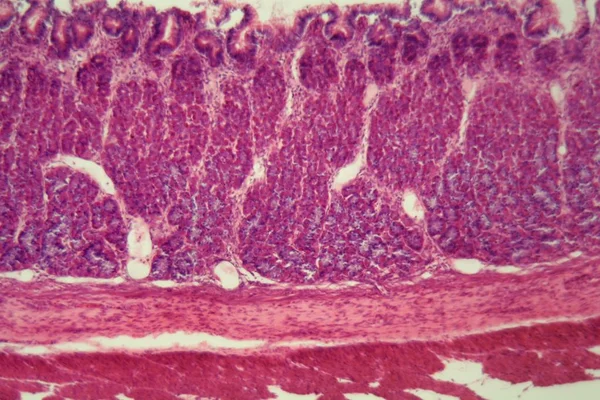 Section of the cardiac region of a dog stomach — Stock Photo, Image