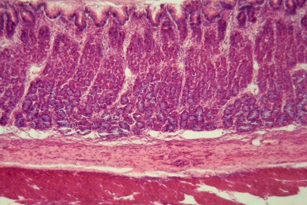 Seção da região cardíaca de um estômago de cão — Fotografia de Stock
