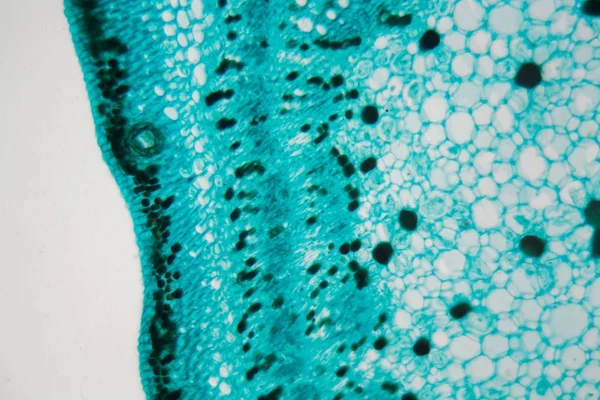 Cross section of a cotton stem — Stock Photo, Image