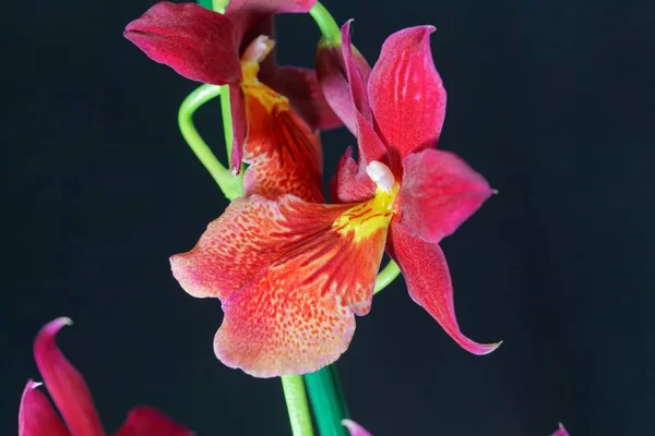 Flor de uma orquídea híbrida vermelha (híbrido de Oncidopsis ) — Fotografia de Stock