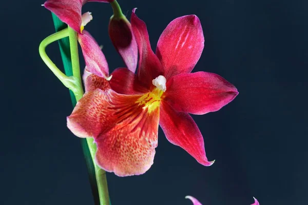 Flor de uma orquídea híbrida vermelha (híbrido de Oncidopsis ) — Fotografia de Stock