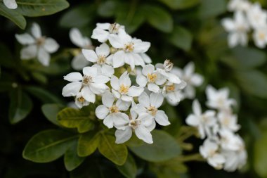 Meksika portakalı (Choisya ternate)