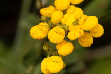 Bayan çanta (Calceolaria obtusa)