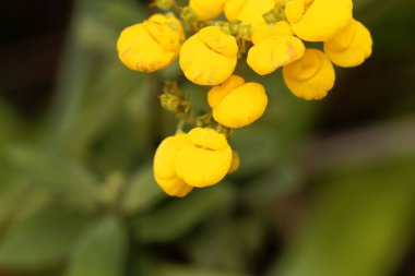 Bayan çanta (Calceolaria obtusa)