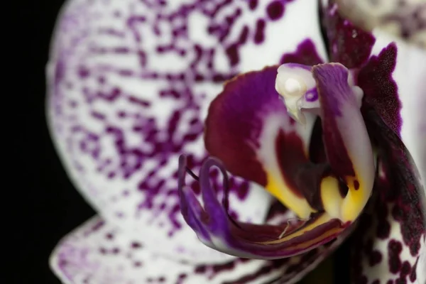 Flor de uma orquídea de phalaenopsis colorida lilás e branca — Fotografia de Stock