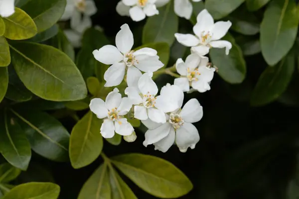 Pomarańcza Meksykańska (Choisya Ternate) — Zdjęcie stockowe