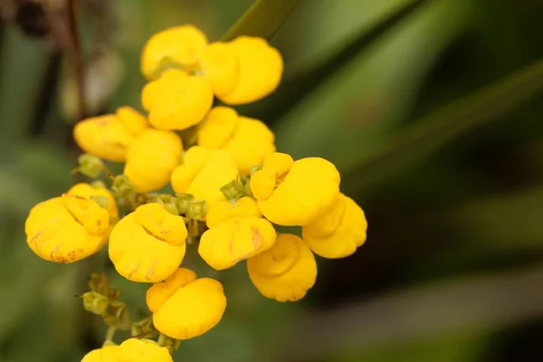 Lady purse (Calceolaria obtusa)