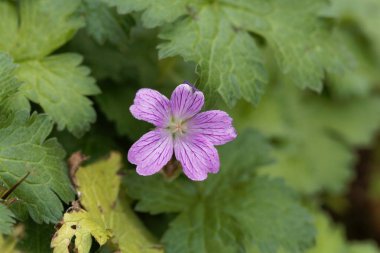 Fransız vinç faturası (Sardunya endressii)