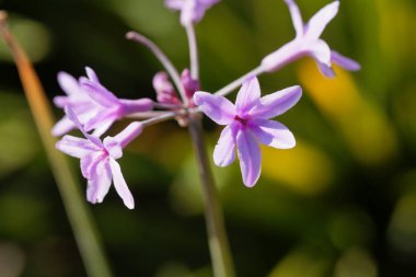 Toplum sarımsak (Tulbaghia violacea)