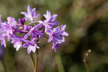 Society garlic (Tulbaghia violacea) clipart