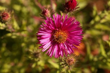 New England aster (Symphyotrichum novae angliae)