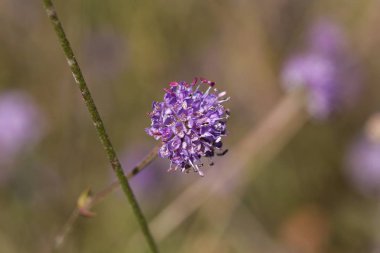 Şeytan biraz uyuz (Succisa pratensis)