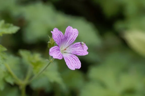 Fattura della gru francese (Geranium endressii ) — Foto Stock