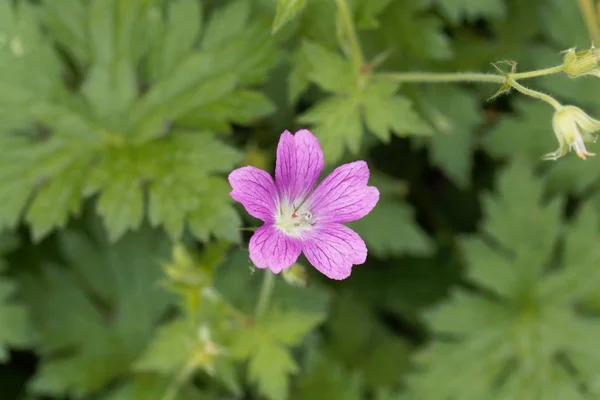 Grue française (Géranium endressii ) — Photo