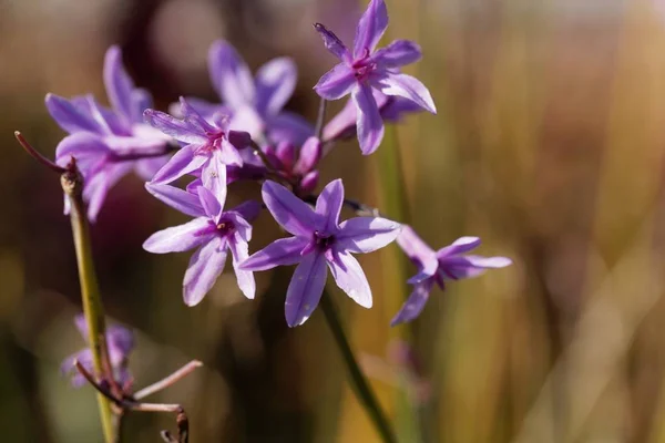 Sociedad de ajos (Tulbaghia violacea ) — Foto de Stock