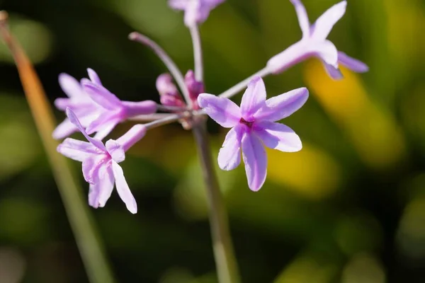 Sociedad de ajos (Tulbaghia violacea ) — Foto de Stock