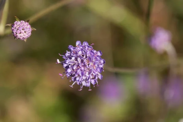 Diabeł bit scabious (succisa łąkowa) — Zdjęcie stockowe