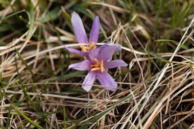 Bir sonbahar çiğdem çiçeği (Colchicum autumnale)