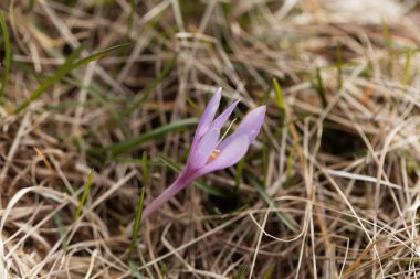 Bir sonbahar çiğdem çiçeği (Colchicum autumnale)