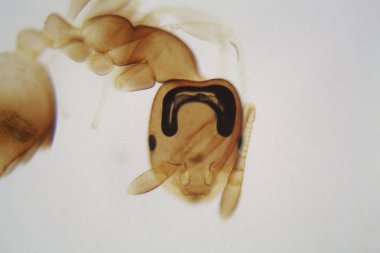 Bir karıncanın mikroskop fotoğrafı