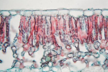 Mikroskop altında pamuk yaprağı