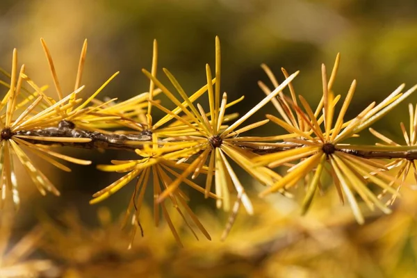 Gele lariks naalden (Larix Europese lork) — Stockfoto