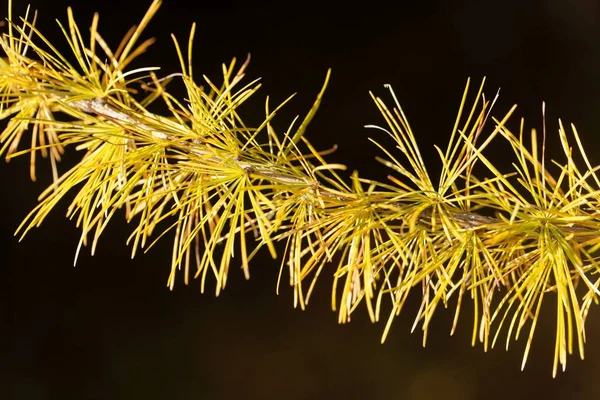 Gele lariks naalden (Larix Europese lork) — Stockfoto