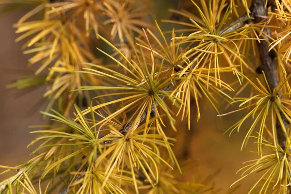 Agulhas larch amarelas (Larix decidua ) — Fotografia de Stock