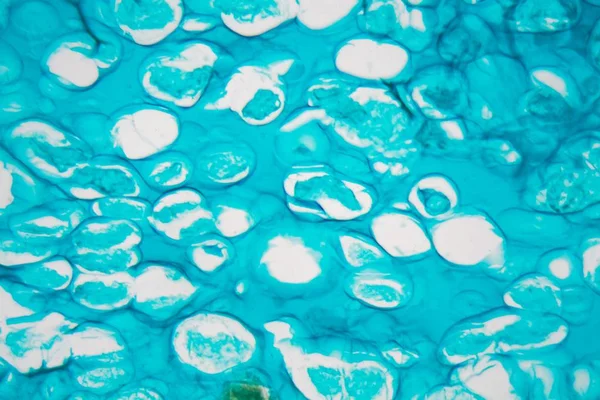 Фото из микроскопа колонии плесени — стоковое фото