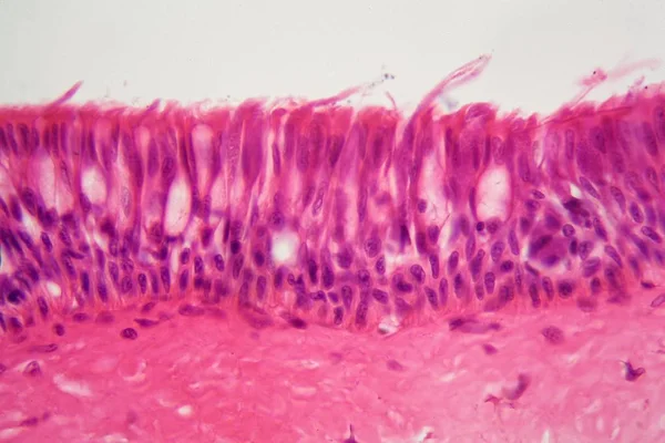 Ciliated epithelium under the microscope. — Stock fotografie