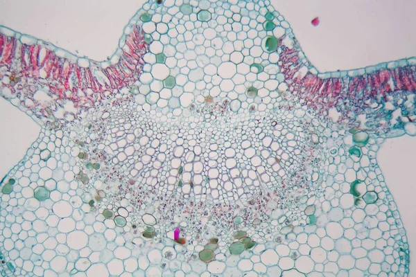 Cotton leaf under the microscope — Stock fotografie