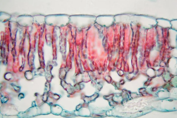 Φύλλο βαμβακιού κάτω από το μικροσκόπιο — Φωτογραφία Αρχείου